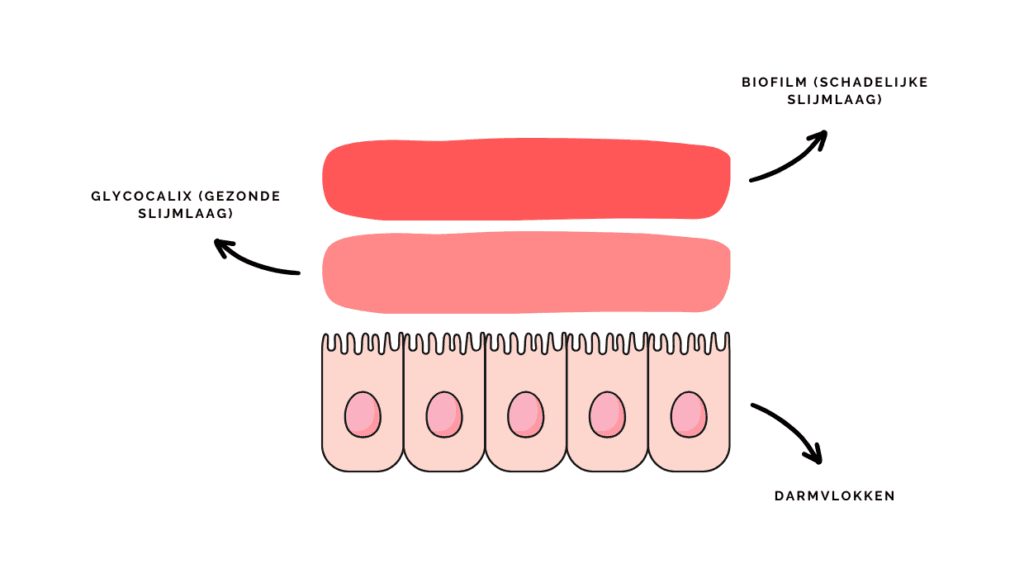 darmslijmvlies darmen darmvlokken darmcellen ibs pds colitis crohn parasieten biofilm